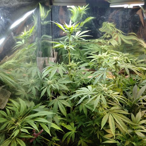 Runtz growlog timeline photo