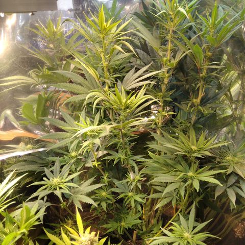 Orange Cake  #1 growlog timeline photo