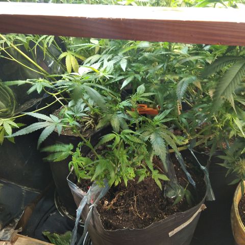 Ghost OG  growlog timeline photo