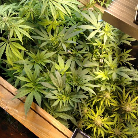 Ghost OG  growlog timeline photo