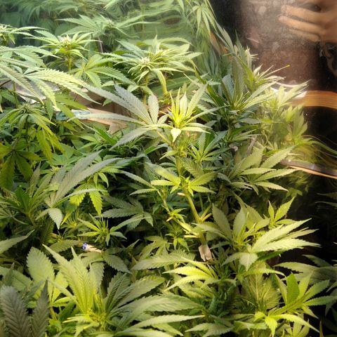 Hawaiann Snow growlog timeline photo