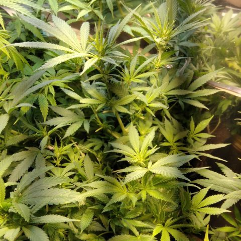 Hawaiann Snow growlog timeline photo