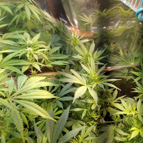 Hawaiann Snow growlog timeline photo