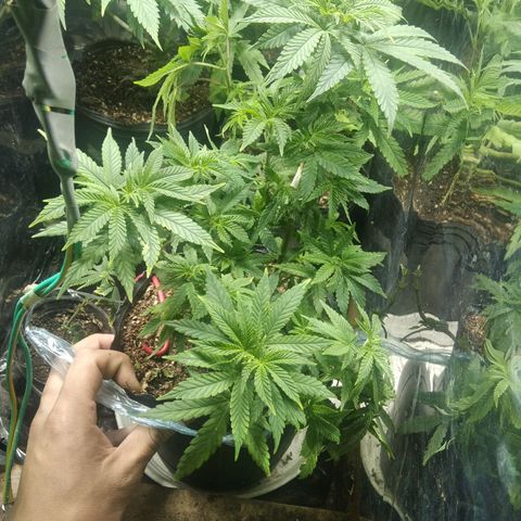 Orange Cake #2 growlog timeline photo