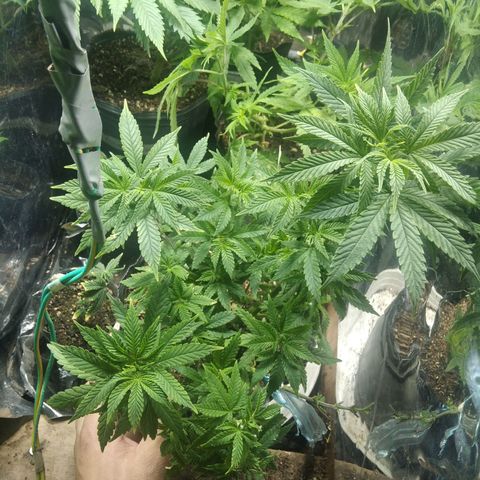 Orange Cake #2 growlog timeline photo