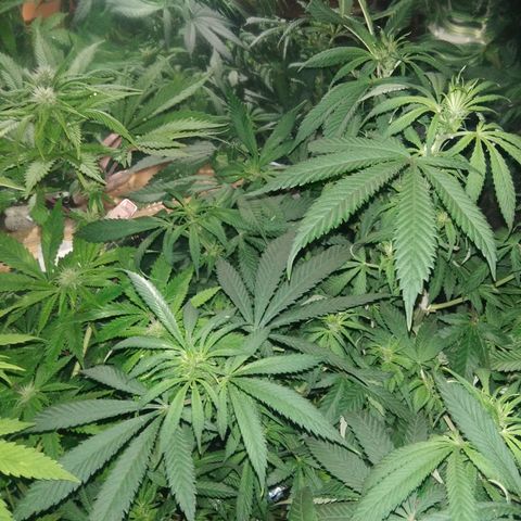 Hawaiann Snow growlog timeline photo