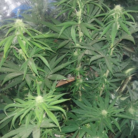 Orange Cake  #1 growlog timeline photo