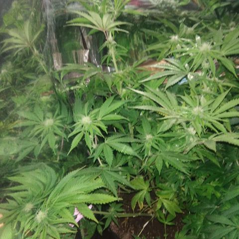 Runtz growlog timeline photo