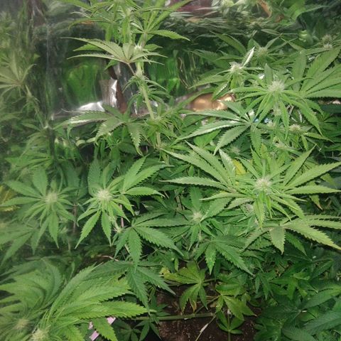Runtz growlog timeline photo