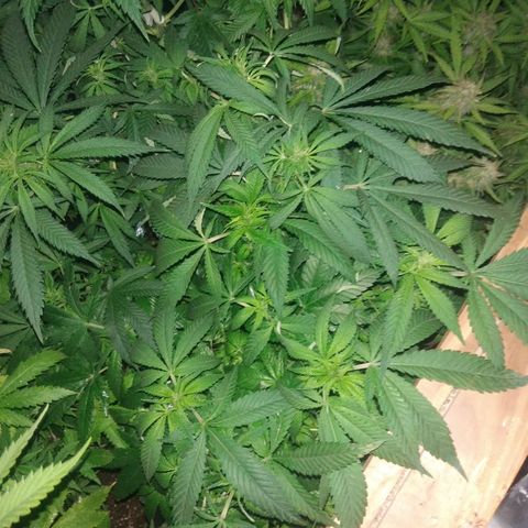 Ghost OG  growlog timeline photo