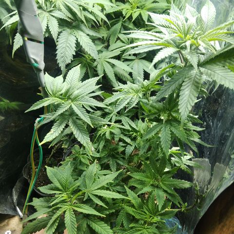 Orange Cake #2 growlog timeline photo