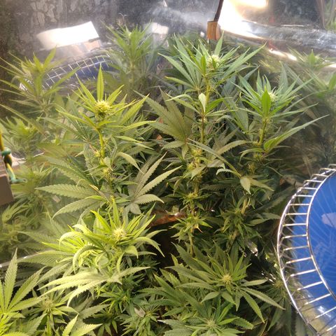 Orange Cake  #1 growlog timeline photo