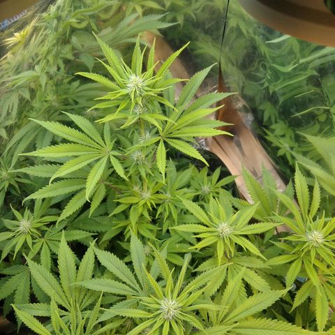 Runtz growlog timeline photo