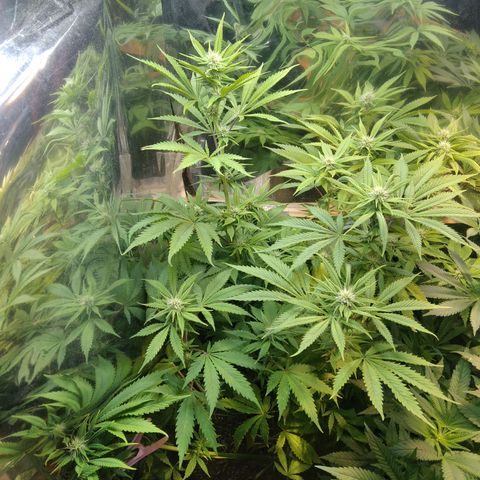 Runtz growlog timeline photo