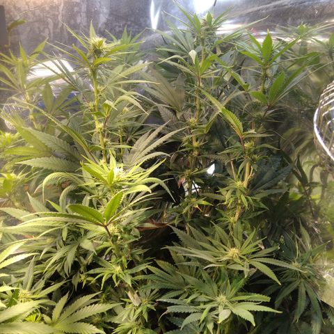 Orange Cake  #1 growlog timeline photo