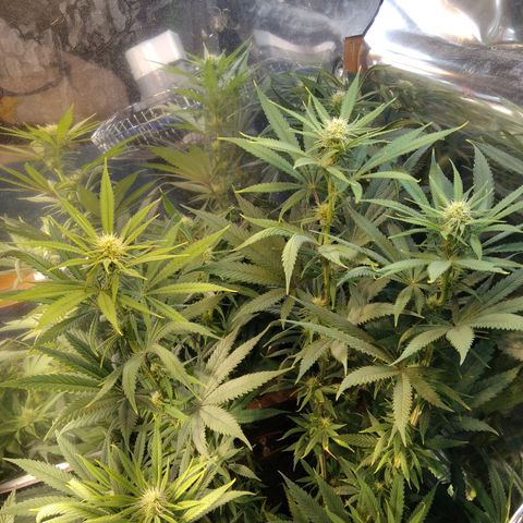 Orange Cake  #1 growlog timeline photo
