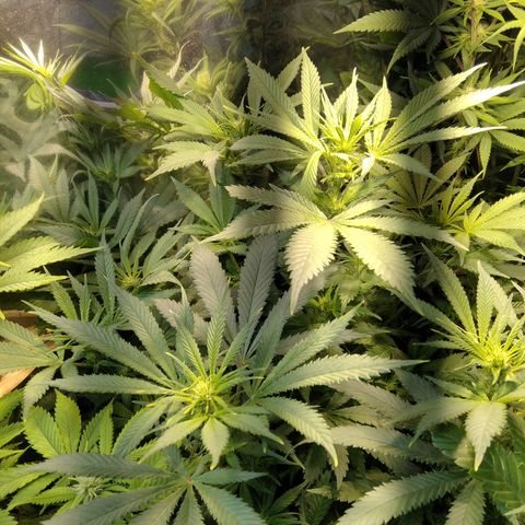 Hawaiann Snow growlog timeline photo