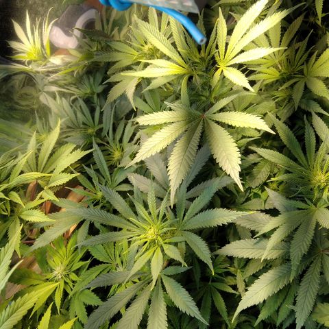 Hawaiann Snow growlog timeline photo