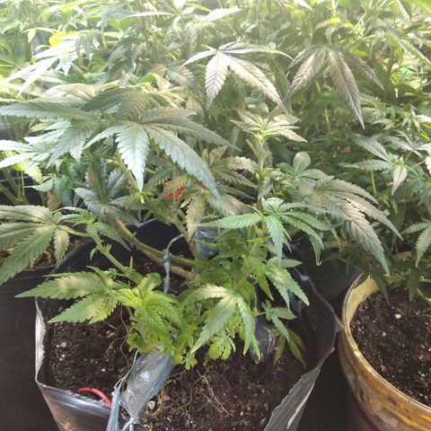 Ghost OG  growlog timeline photo