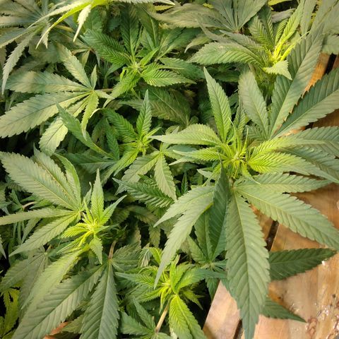 Ghost OG  growlog timeline photo