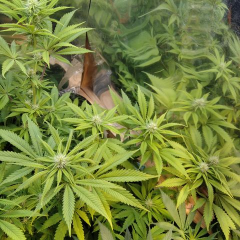 Runtz growlog timeline photo