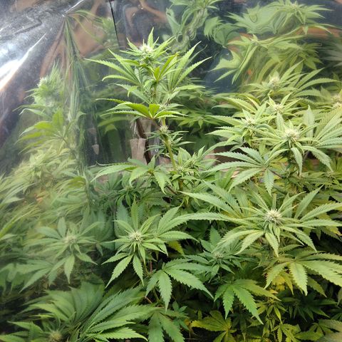 Runtz growlog timeline photo