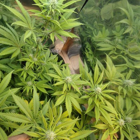 Runtz growlog timeline photo