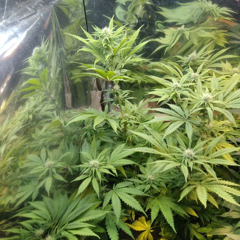 Runtz growlog timeline photo