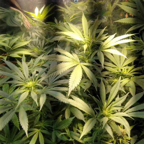 Hawaiann Snow growlog timeline photo