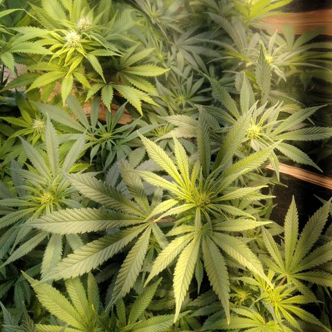 Hawaiann Snow growlog timeline photo