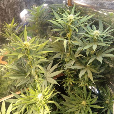 Orange Cake  #1 growlog timeline photo