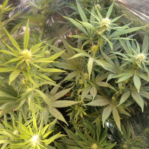 Orange Cake  #1 growlog timeline photo