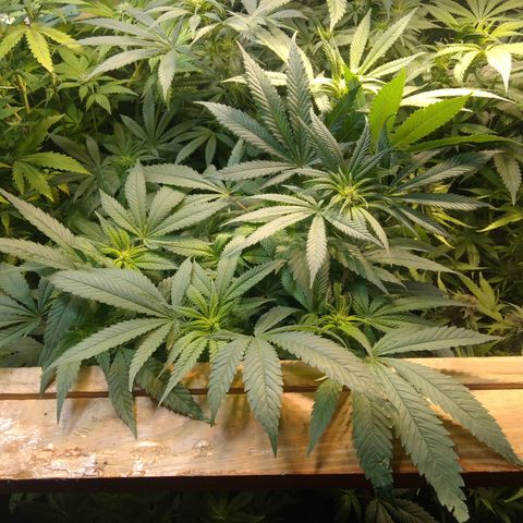 Ghost OG  growlog timeline photo