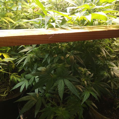 Ghost OG  growlog timeline photo