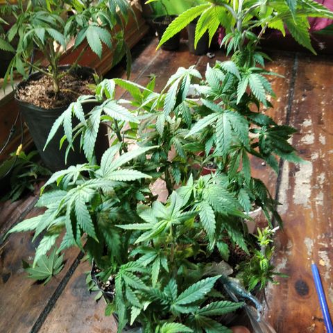 Orange Cake #2 growlog timeline photo