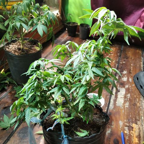 Orange Cake #2 growlog timeline photo