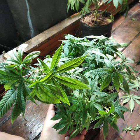 Orange Cake #2 growlog timeline photo