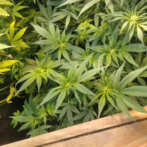Ghost OG  growlog timeline photo