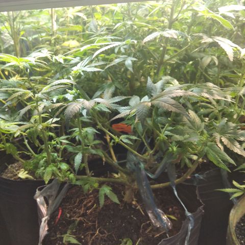 Ghost OG  growlog timeline photo
