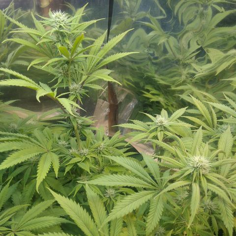 Runtz growlog timeline photo