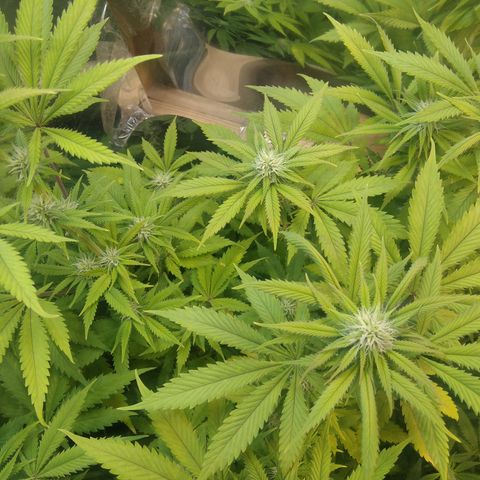 Runtz growlog timeline photo