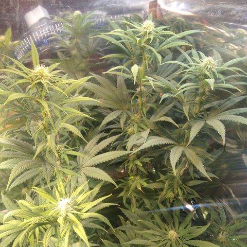 Orange Cake  #1 growlog timeline photo