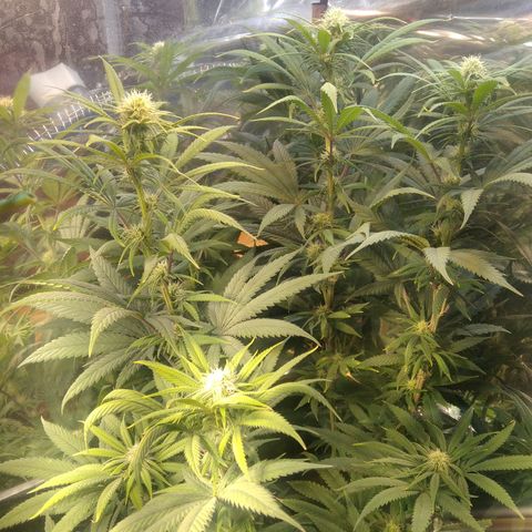 Orange Cake  #1 growlog timeline photo