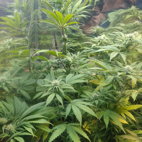 Runtz growlog timeline photo