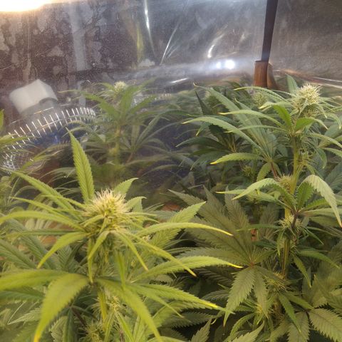 Orange Cake  #1 growlog timeline photo