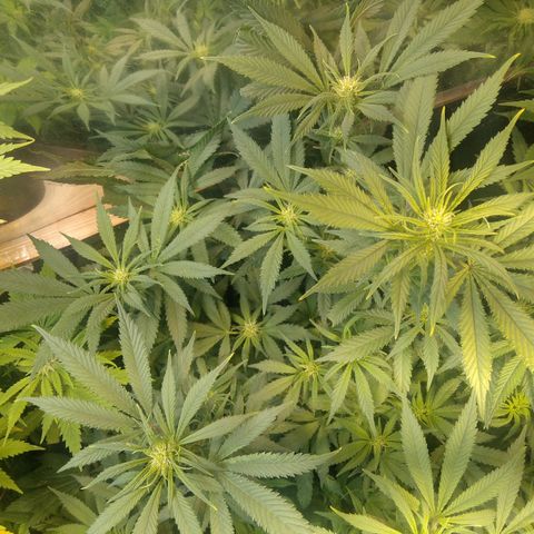 Hawaiann Snow growlog timeline photo