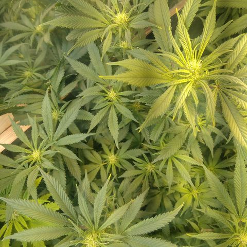 Hawaiann Snow growlog timeline photo