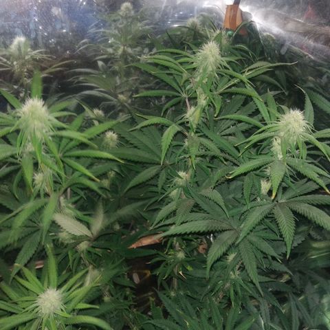 Orange Cake  #1 growlog timeline photo