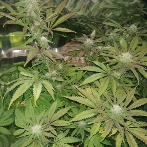 Runtz growlog timeline photo