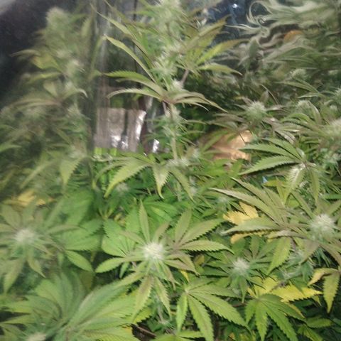 Runtz growlog timeline photo